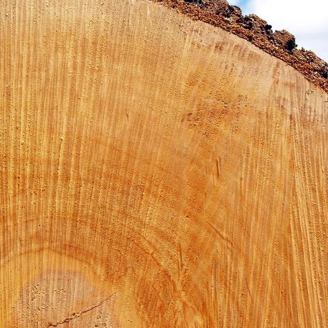 The Hardest Types Of Wood Armstrong Lumber